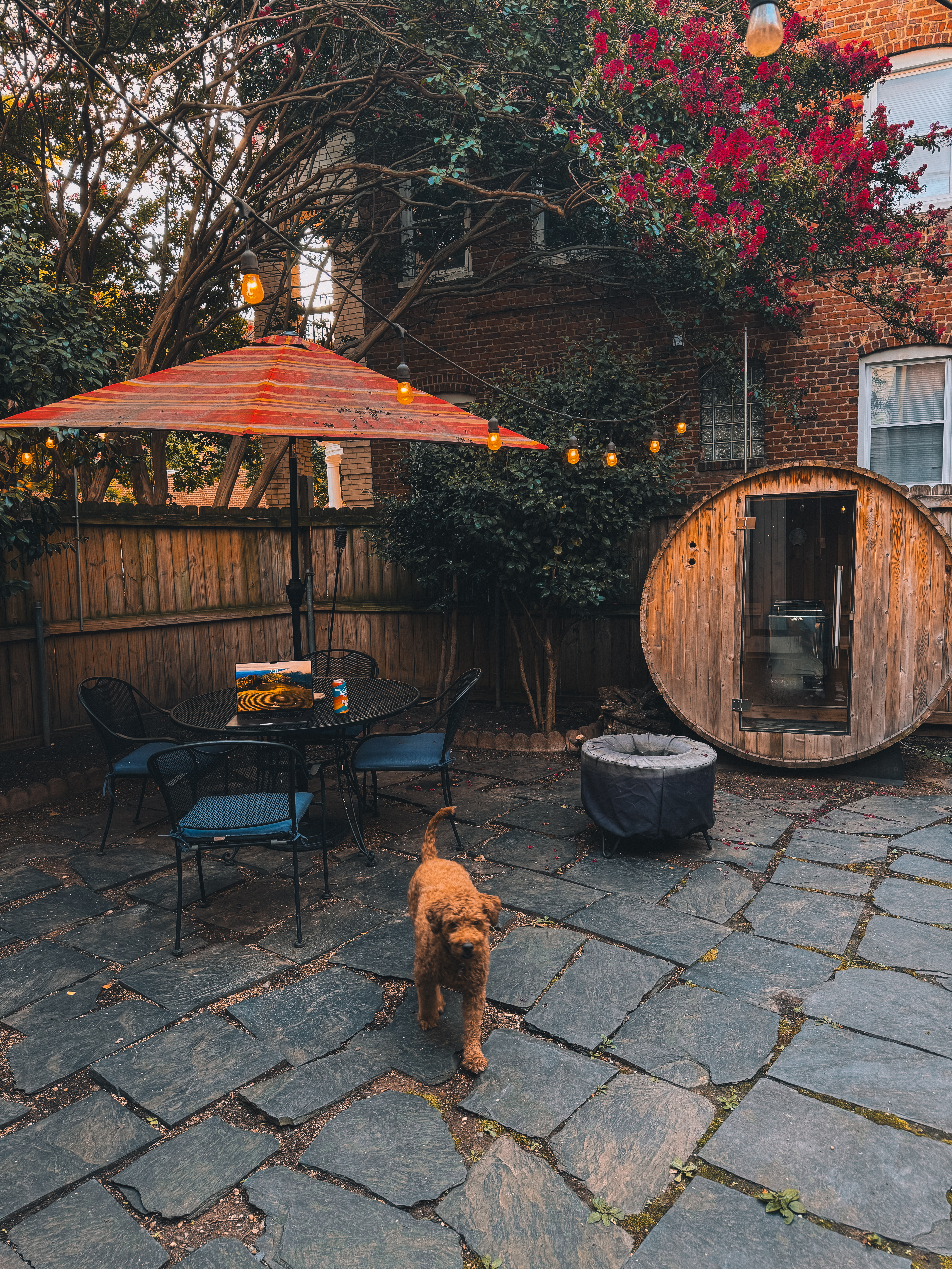 Roxy in the backyard by the sauna and string lights